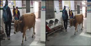 image: Bull in OPD of Bageshwar Hospital