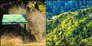 image: Indias first grass conservatory in ranikhet uttarakhand