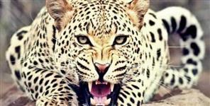image: Women injured in leopard attack in kotdwar