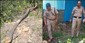 image: Sandalwood trees stolen from Additional SP house Srinagar Garhwal