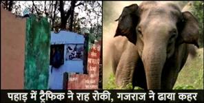 image: Heavy highway traffic stops elephants forest department