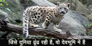 image: snow leopard in Nellong Valley uttarkashi uttarakhand