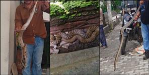 Dehradun Snake News 542 Snakes Rescued 112 Venomous in 2026