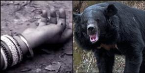 image: Bear attack on elderly woman in Nauli village of Karnprayag