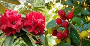 image: Burans and kafal in January Climate Changed in Uttarakhand