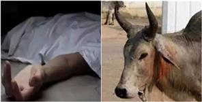 image: Young Man Fatally Struck By Bull in Lal Kuan And Another Critically Injured