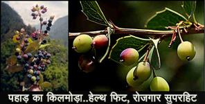image: Benefits of kilmora uttarakhand