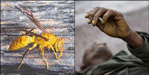 image: Bee attack in people of rawal village gangolihat