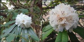 image: White buransh flower bloomed in ranikhet uttarakhand