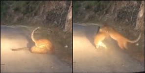 image: Leopard fight video in uttarakhand