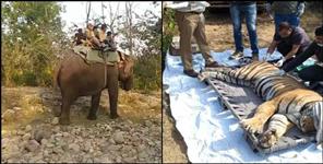 image: Man-eating tiger tranquilizes in Nainital Fatehpur range