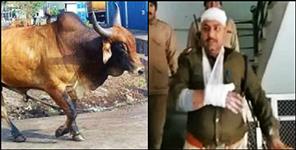 image: policeman attacked by stray bull in kotdwar