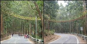image: First flyover made for reptiles in Nainital