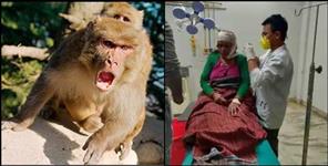 image: Monkeys attacked woman in Ukhimath