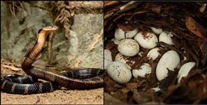 image: King Cobra Nests in Nainital Mukteshwar Range