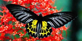 image: biggest butterfy of india is in uttarakhand