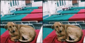 image: dog photo viral in government hospital of pithoragarh