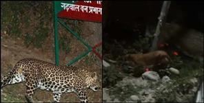 Leopard attacks dog in Srinagar Garhwal