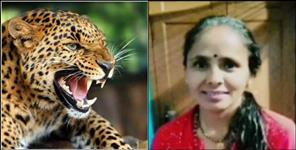 image: Leopard Killed Chandravati Sharma in Champawat Sukhi Dhang