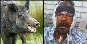 image: Wild boar attacked a village in Pithoragarh