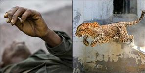 image: Leopard attack on Lansnayak Lalit Mohan in Lansdowne