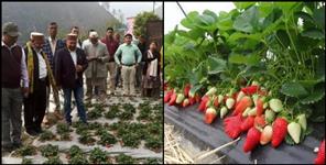 image: Kapkot strawberry farming