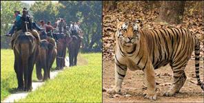 image: Elephants will protect tigers in Corbett National Park