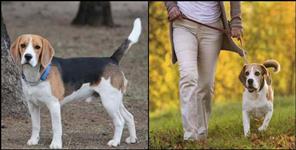 image: Dog registration in Dehradun