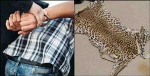 image: Smuggler arrested with leopard skin in Haldwani