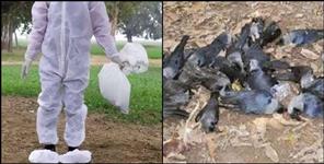 image: Dead crows in Nizamula Valley