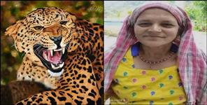 image: Leopard attack on woman in Pauri Garhwal