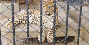 Titu the Leopard 17 Years in Captivity for a Crime He Never Committed