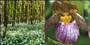 image: Indias highest herbal garden in Mana village