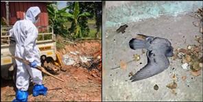 image: Dead pigeon in Rudraprayag Agastyamuni