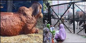 image: Lsd virus found in uttarakhand