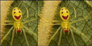 Himalayan Happy-Face Spider Found in Chamoli
