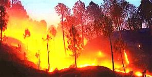 image: 37 lakh hectare forest fire threat in Uttarakhand