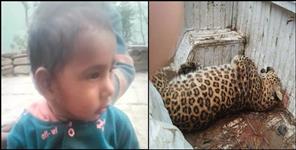 image: Man-eating leopard hunting in Rudraprayag
