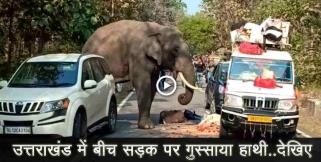 image: elephant enters in road in uttarakhand