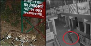 image: Leopard seen in Srinagar garhwal
