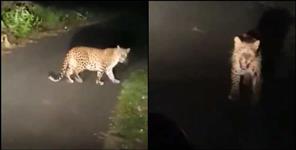 image: Video of Leopard in Udham Singh Nagar