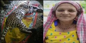 image: Leopard got hit in Pauri Garhwal