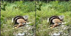image: Python swallow Neel gaay cub in haldwani video