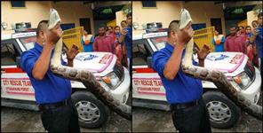 image: 16 feet tall Barmis Python in Dehradun