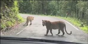Leopards roaming on roads in Garhwal