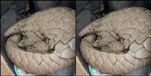 image: Smuggling of rare species of pangolin in Haldwani