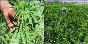 image: Cannabis cultivation will be done in Pithoragarh