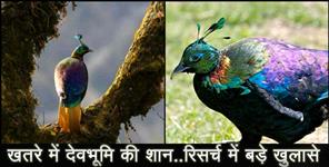 image: uttarakhand state bird monal