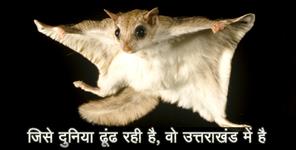 image: flying squirral in uttarakhand