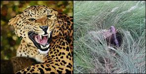 image: Pauri Garhwal Dhumakot Leopard